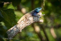 Acanthocercus atricollis