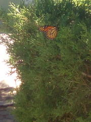 Danaus plexippus
