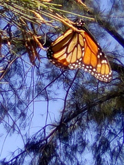 Danaus plexippus