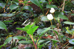 Ludwigia helminthorrhiza