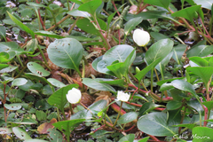 Ludwigia helminthorrhiza