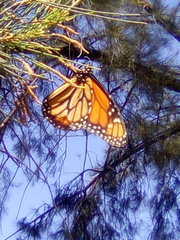 Danaus plexippus