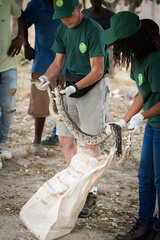 Python natalensis