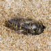 沙大唇泥蜂屬 - Photo 由 Nikolai Vladimirov 所上傳的 (c) Nikolai Vladimirov，保留部份權利CC BY-NC