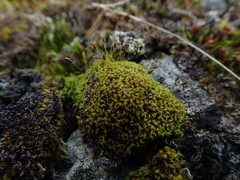 Hymenoloma crispulum