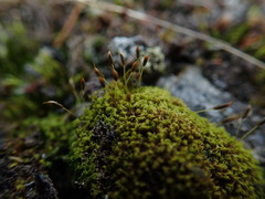 Hymenoloma crispulum