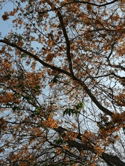 Pterocarpus acapulcensis