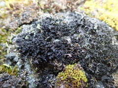 Umbilicaria polyphylla