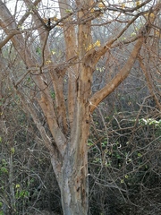 Pterocarpus acapulcensis