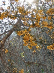Pterocarpus acapulcensis