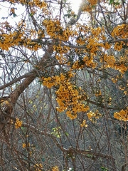 Pterocarpus acapulcensis