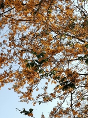 Pterocarpus acapulcensis