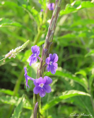 Stachytarpheta angustifolia