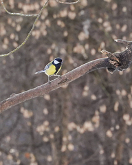 Parus major