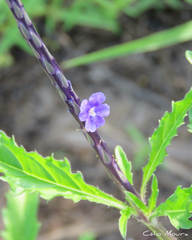 Stachytarpheta angustifolia