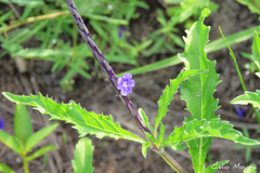 Stachytarpheta angustifolia