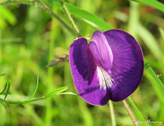 Centrosema pascuorum