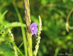Stachytarpheta angustifolia