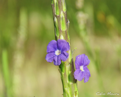 Stachytarpheta angustifolia