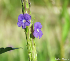 Stachytarpheta angustifolia