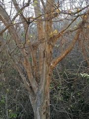 Pterocarpus acapulcensis