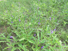 Stachytarpheta angustifolia