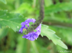 Stachytarpheta angustifolia