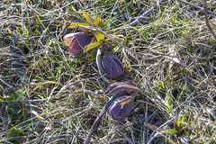 Helleborus purpurascens