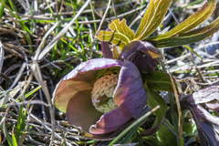 Helleborus purpurascens