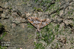 Paracymoriza vagalis