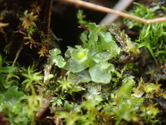 Fossombronia longiseta