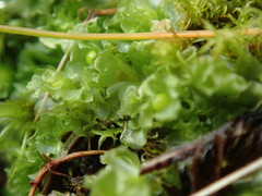 Fossombronia longiseta