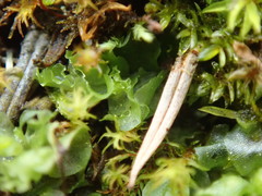 Fossombronia longiseta