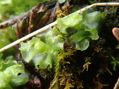 Fossombronia longiseta