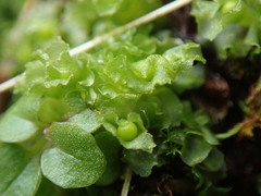 Fossombronia longiseta