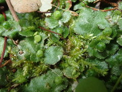 Mannia gracilis