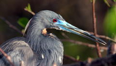 Egretta tricolor image