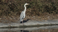 Ardea cinerea