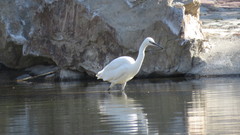 Egretta garzetta