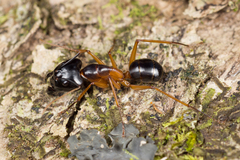 Camponotus festinus