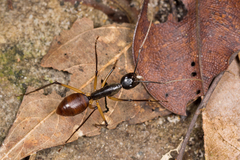 Dinomyrmex gigas borneensis