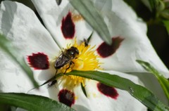 Platynochaetus setosus