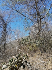 Opuntia karwinskiana
