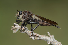 Promachus painteri