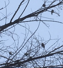 Passeriformes