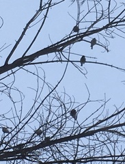 Passeriformes