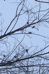 Passeriformes