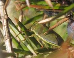Piezodorus lituratus