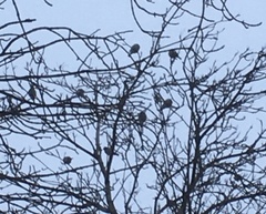 Passeriformes