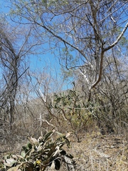 Opuntia karwinskiana